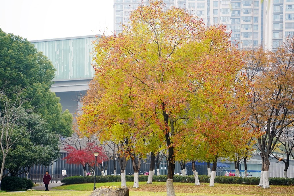 无锡新城中央公园秋色