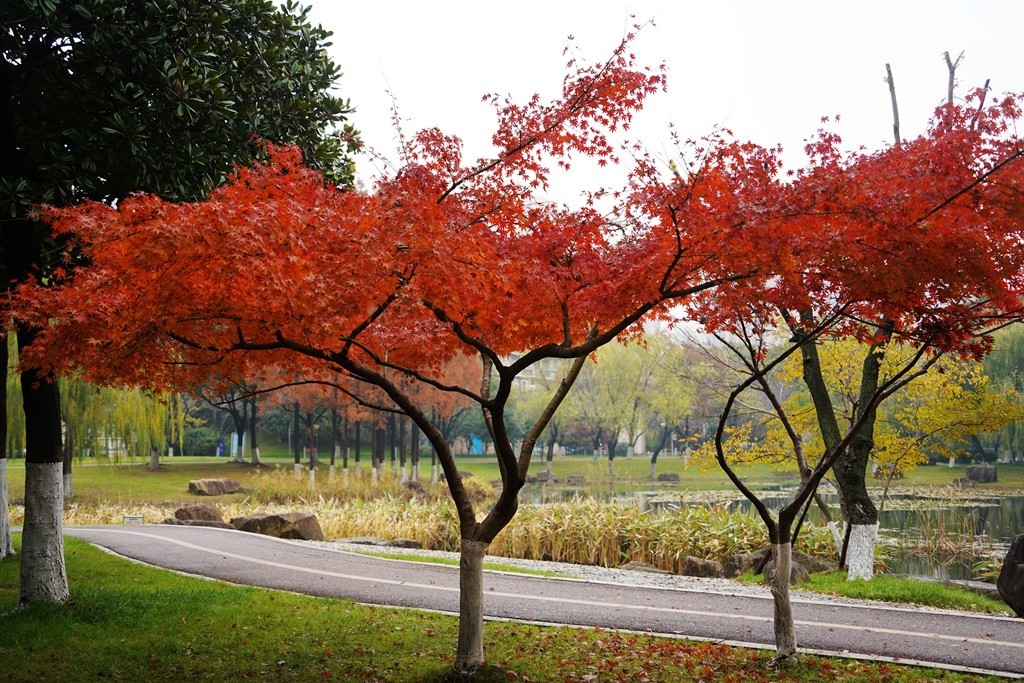 无锡新城中央公园秋色