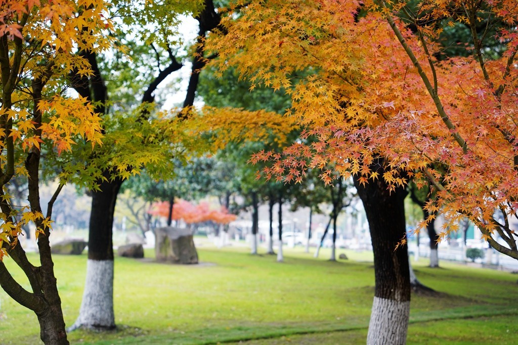 无锡新城中央公园秋色