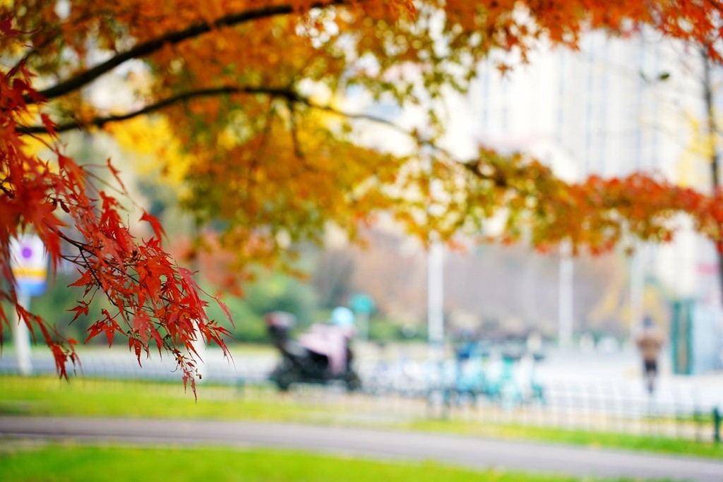 无锡新城中央公园秋色