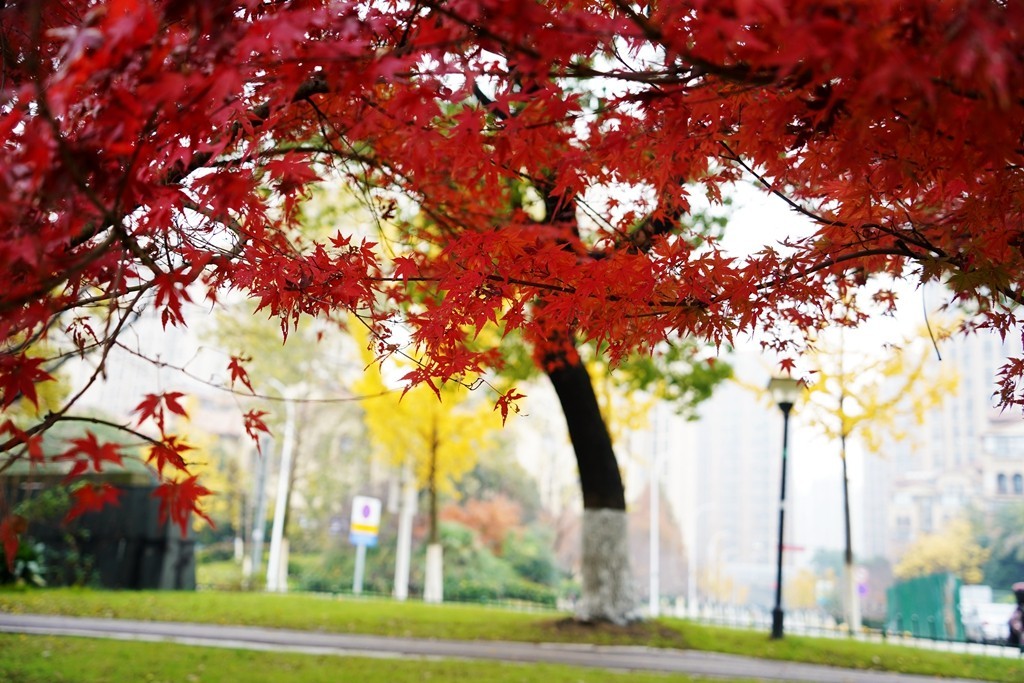 无锡新城中央公园秋色