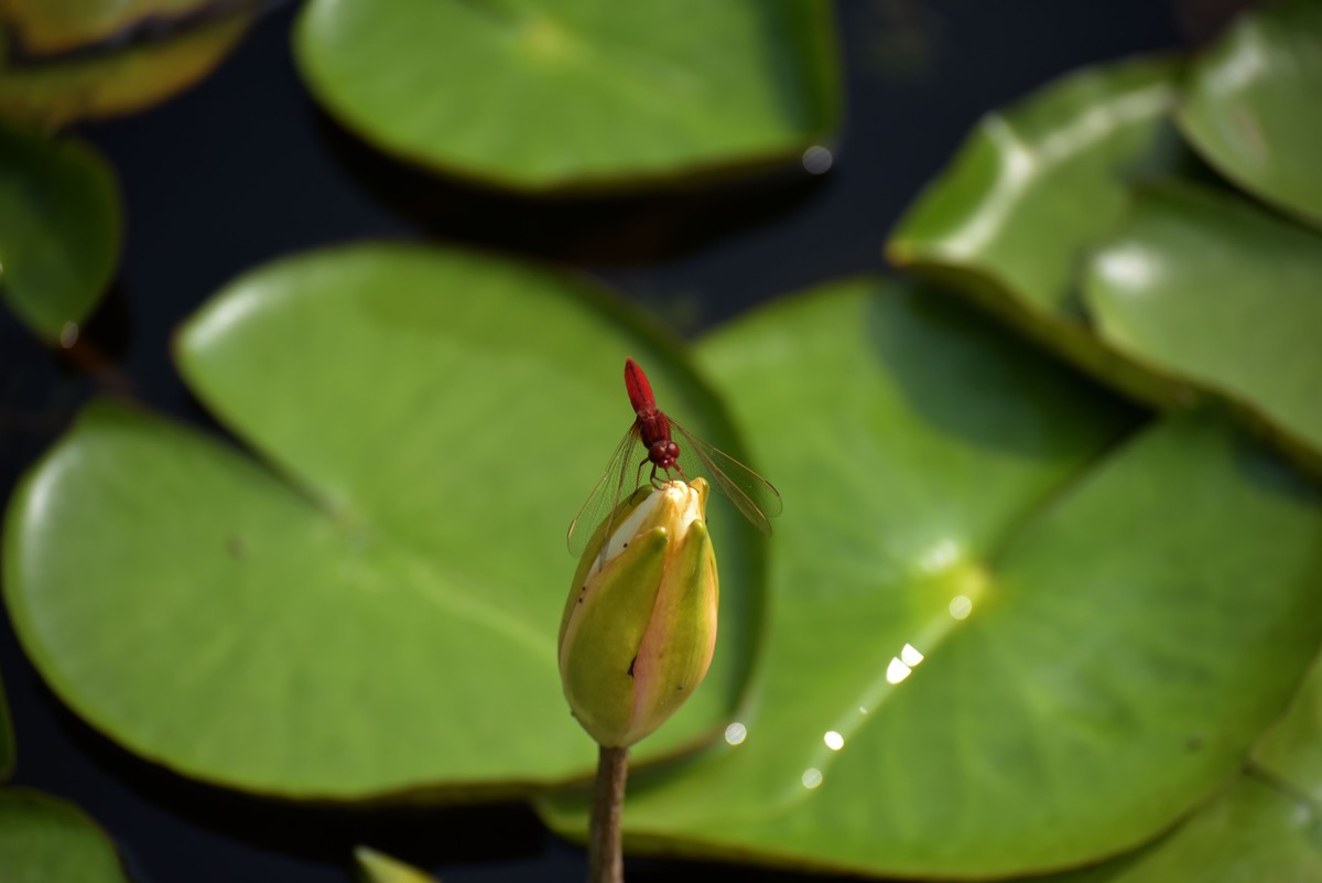 一年一度荷花季