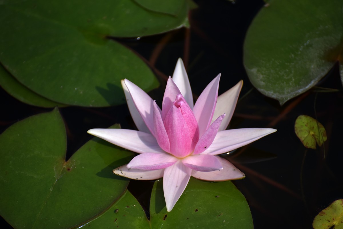 一年一度荷花季