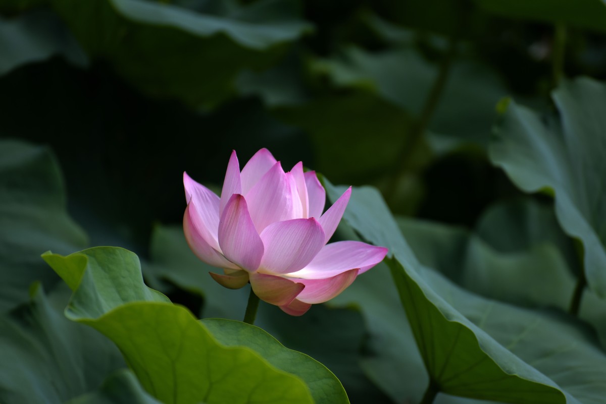 一年一度荷花季