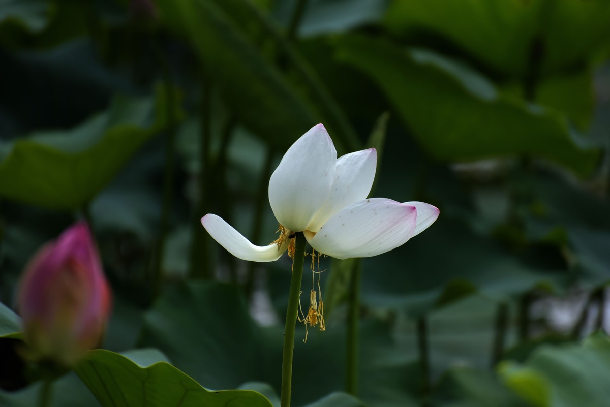 一年一度荷花季
