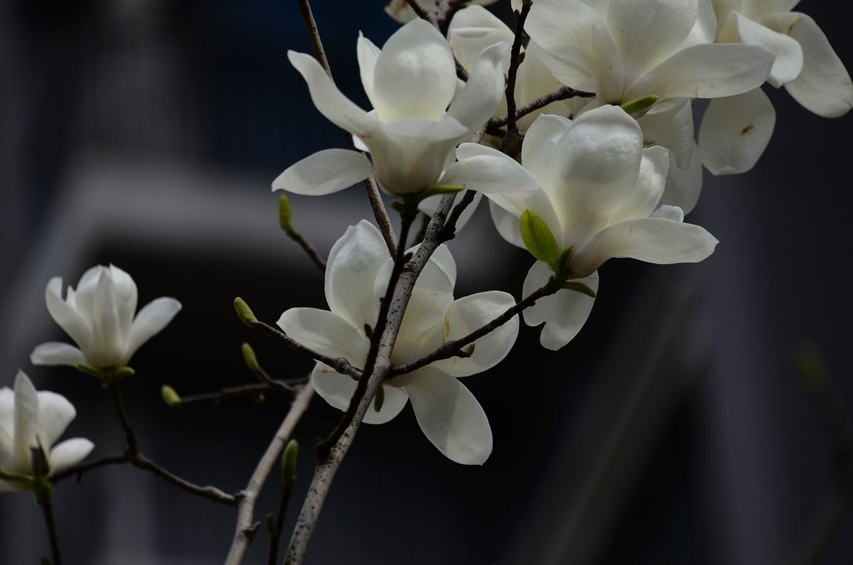 花卉系列【3348】