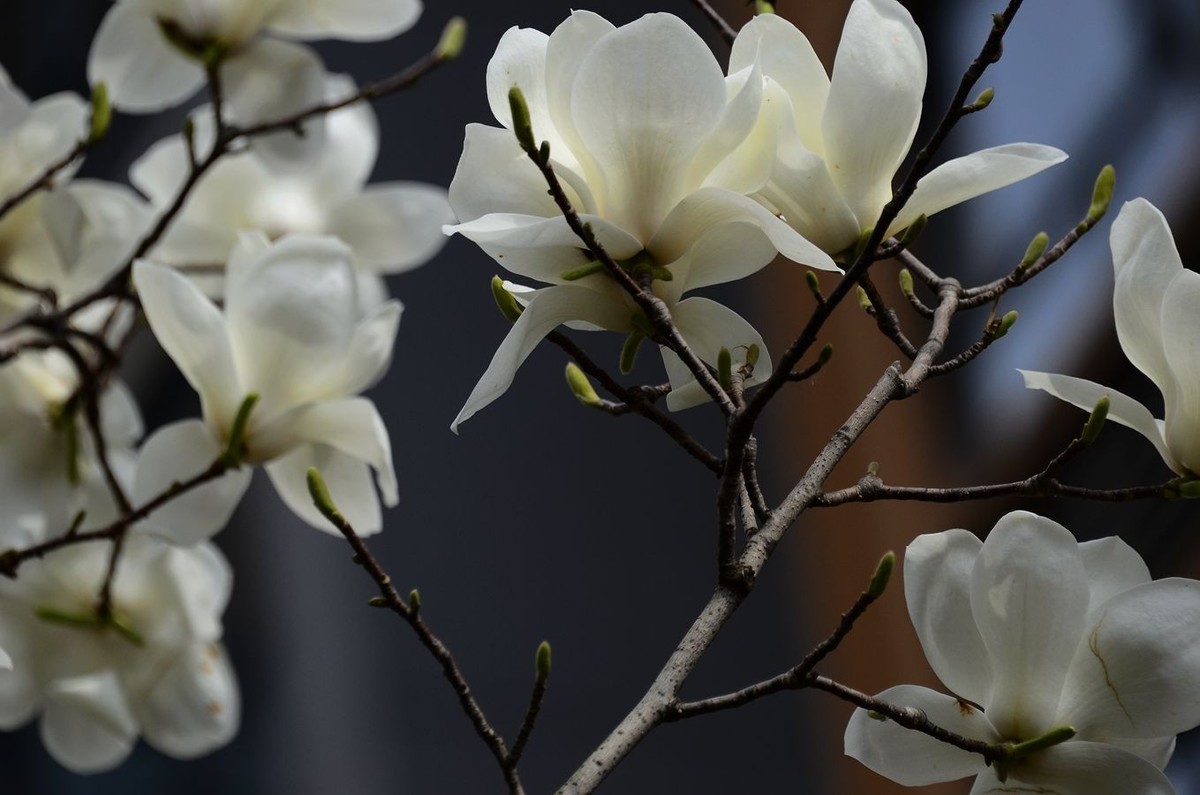 花卉系列【3348】