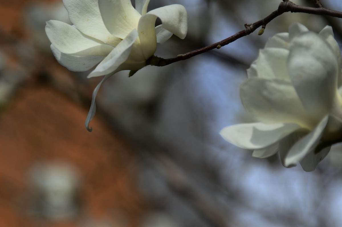 花卉系列【3348】