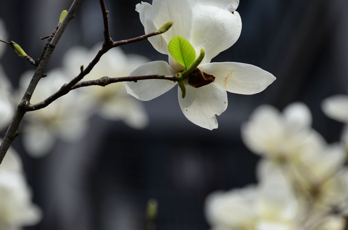 花卉系列【3348】