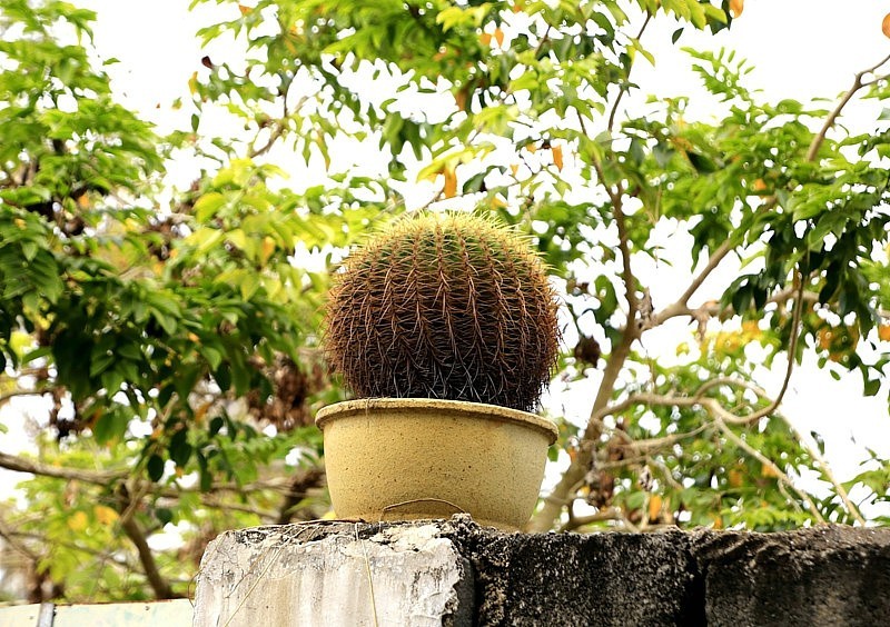 848【不老松：海南游摄纪实】临高长島兰湾的邻村龙豪村脱贫之后景！