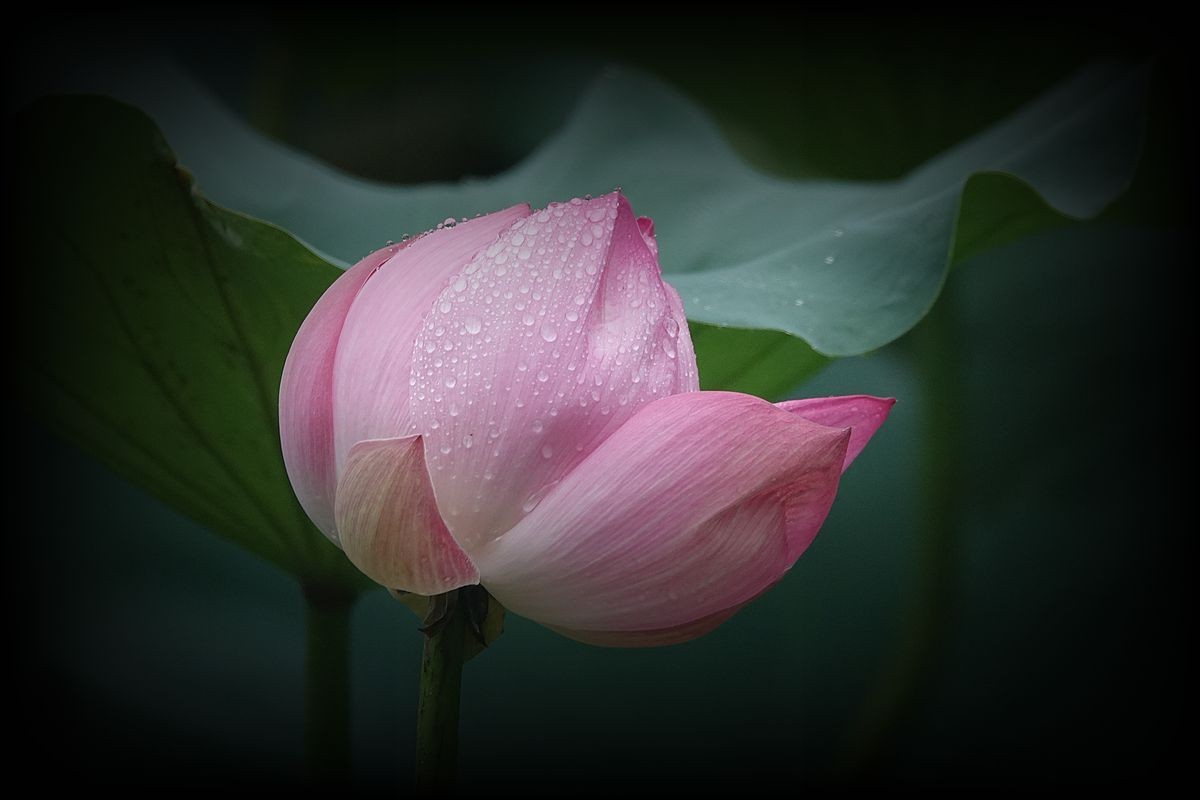 秋风秋雨拍秋荷（2）