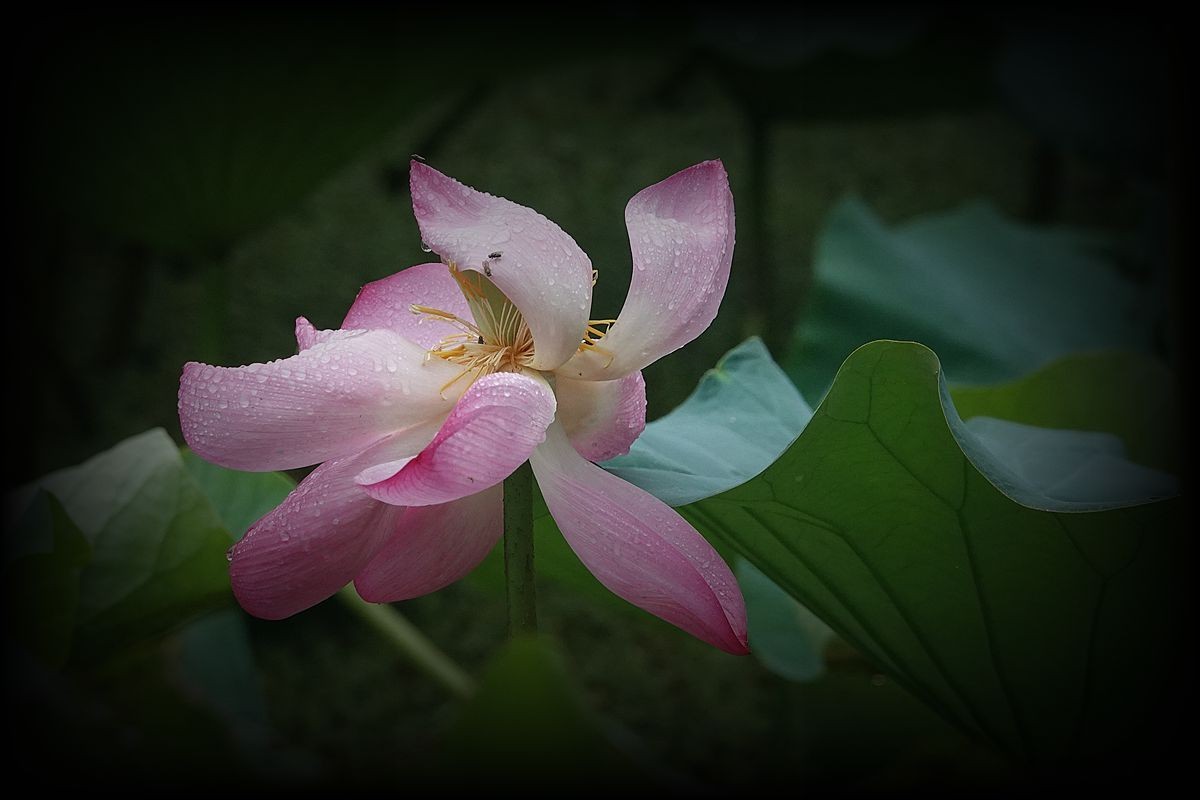 秋风秋雨拍秋荷（2）