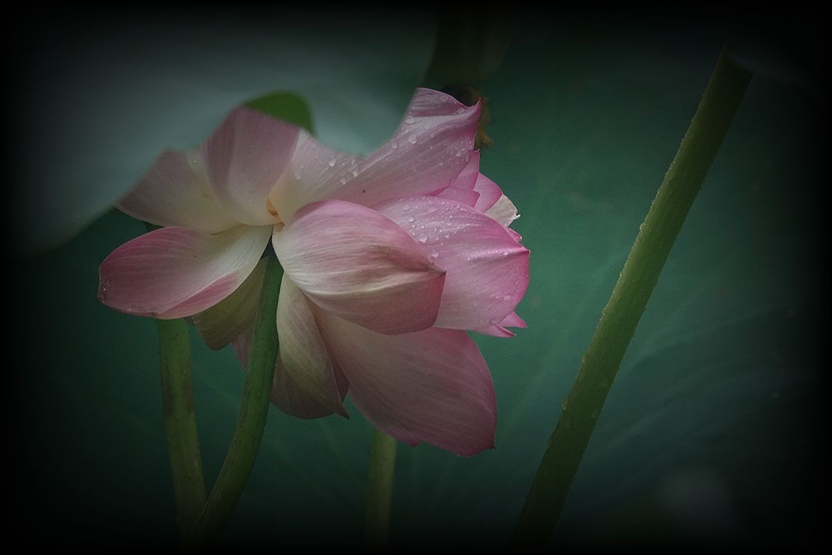 秋风秋雨拍秋荷（2）