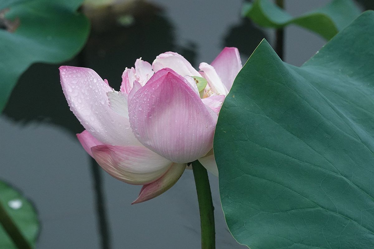 秋风秋雨拍秋荷（2）