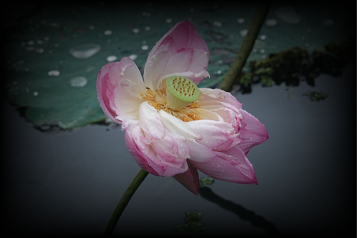 秋风秋雨拍秋荷（2）