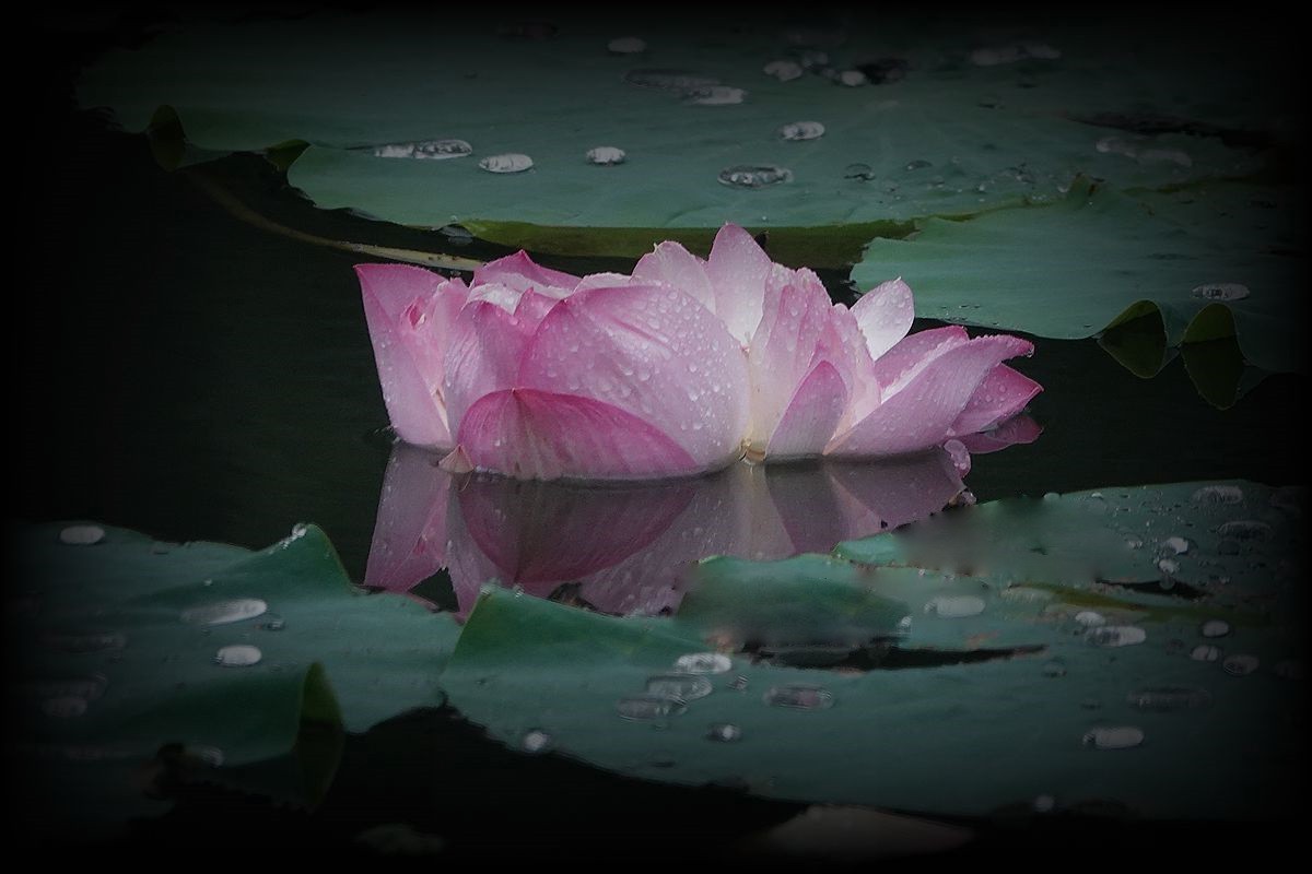 秋风秋雨拍秋荷（2）