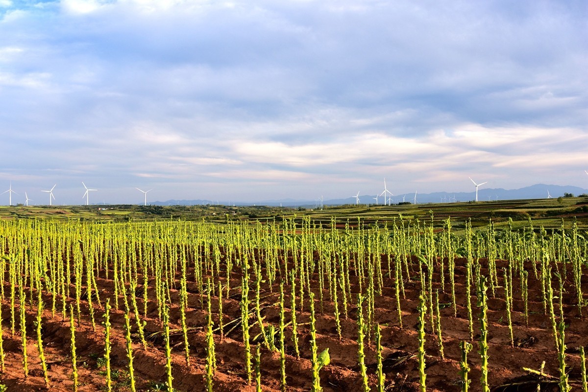 田间地头寻秋色【3】