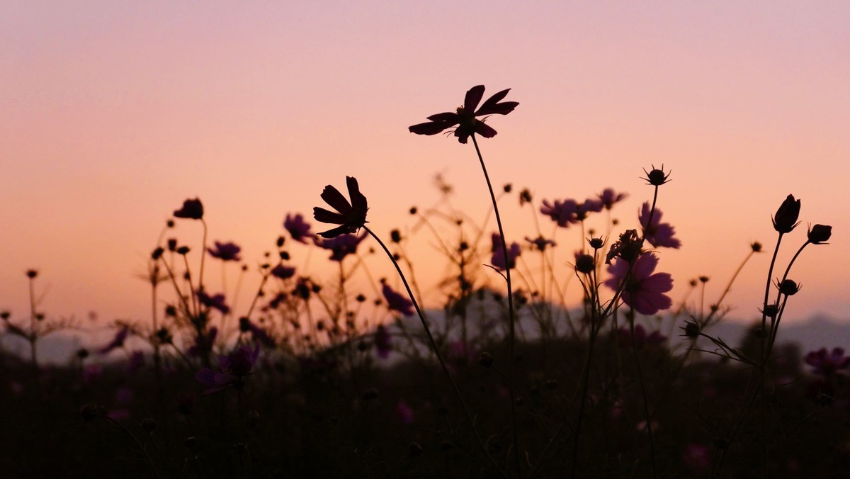 今年7月购入lx100m2用到现在拍了很多照片，完全符合我的预期，已经抛弃手机摄影。