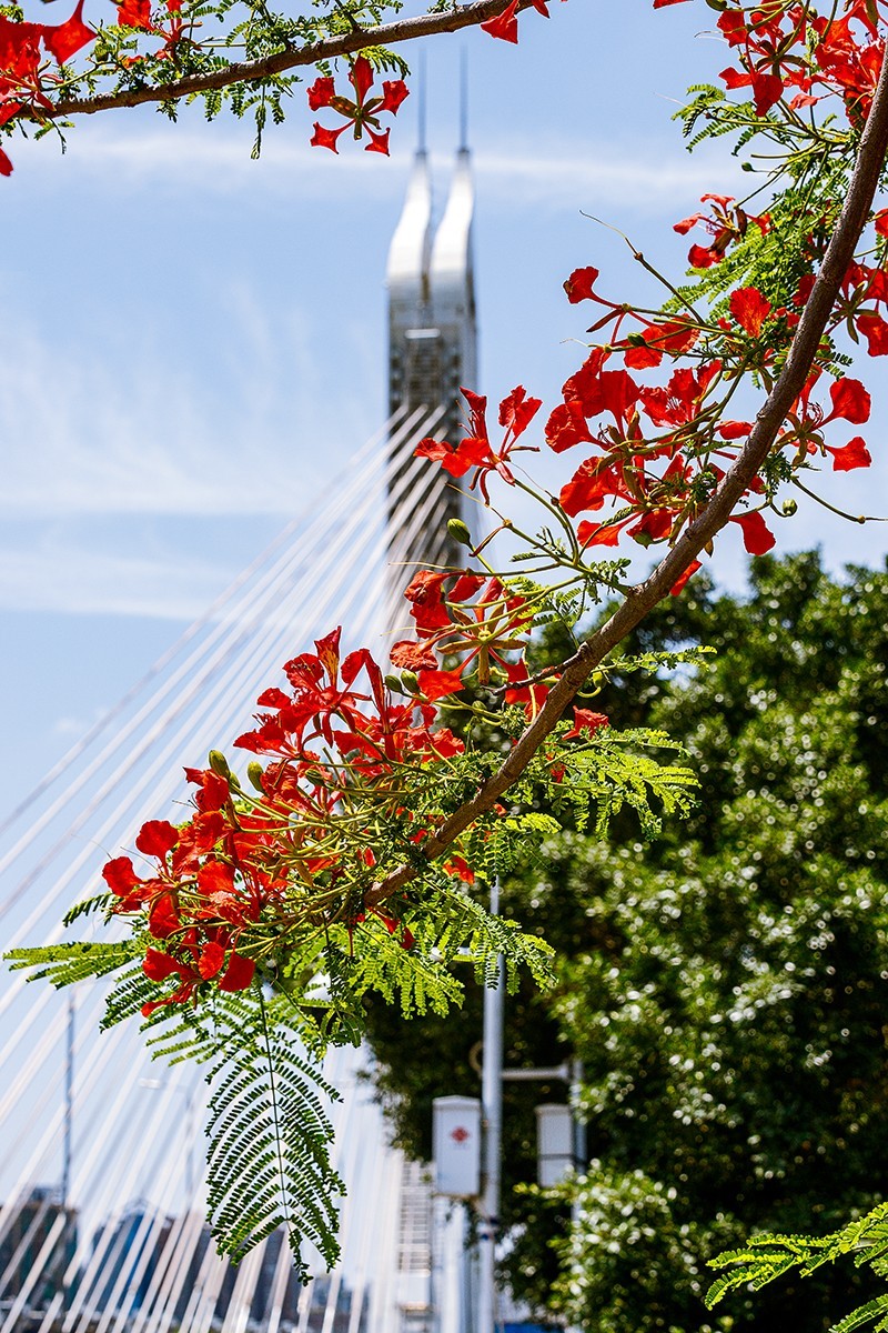2022花城看花(58):凤凰木-中关村在线摄影论坛