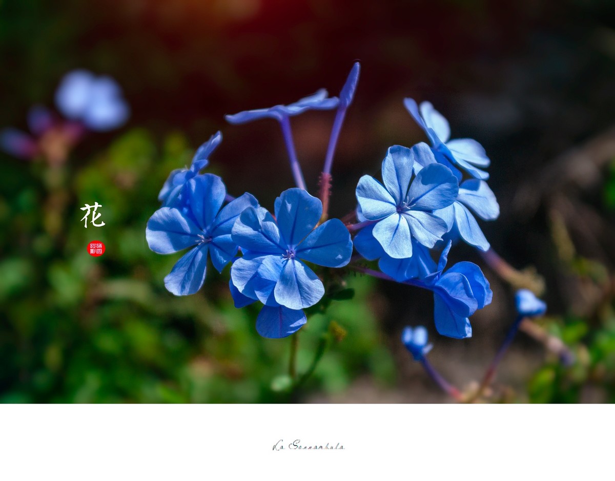 路边花草