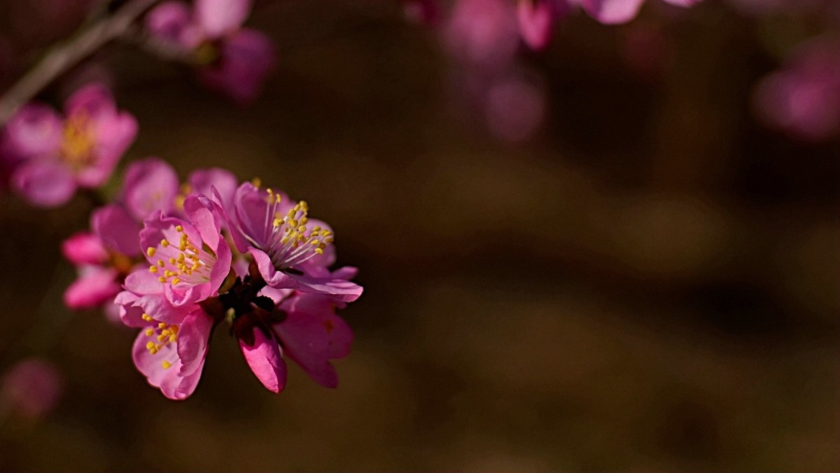春风拂面桃花开