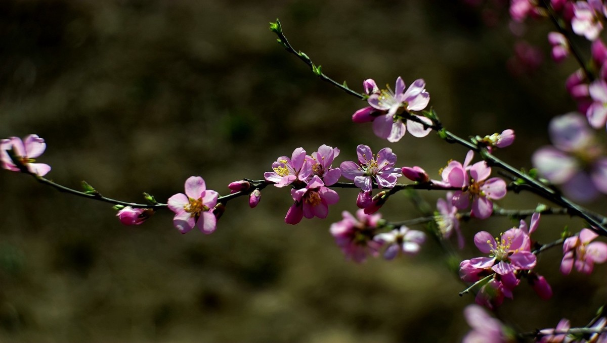 春风拂面桃花开