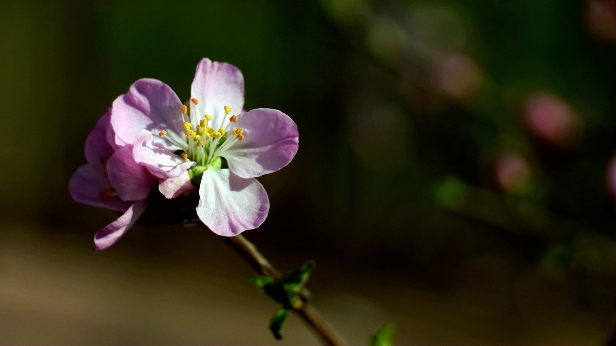 春风拂面桃花开