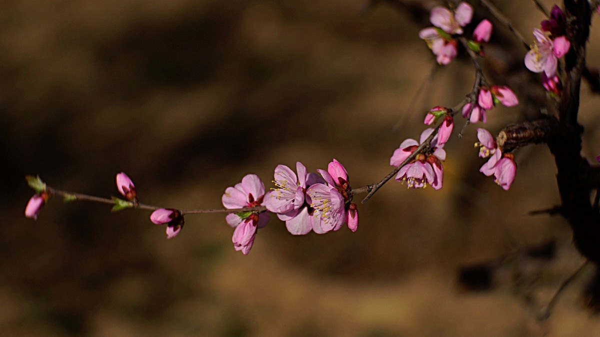 春风拂面桃花开