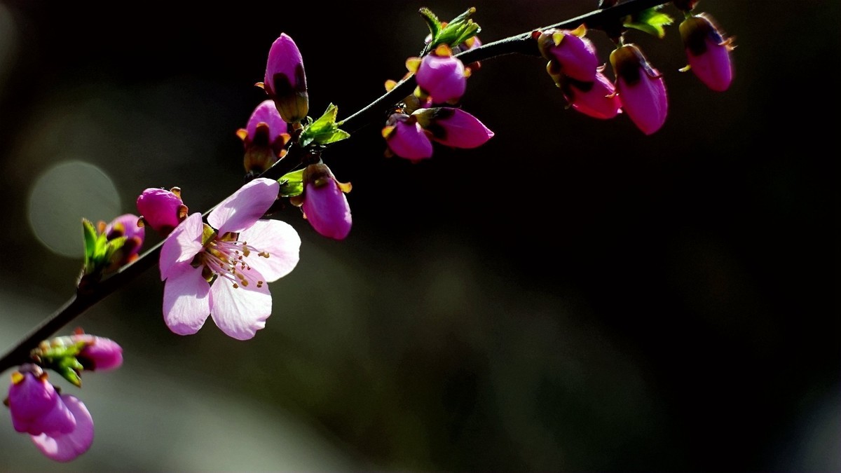春风拂面桃花开