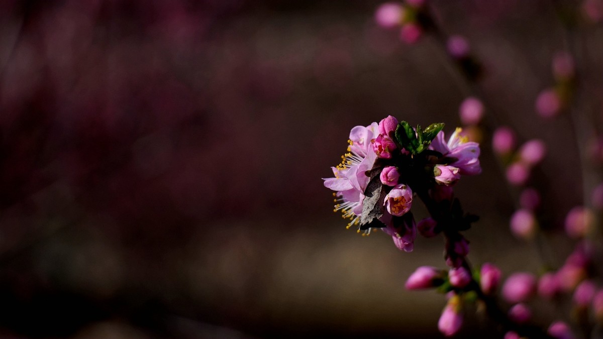 春风拂面桃花开