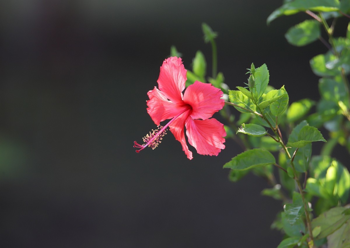公园扶桑花