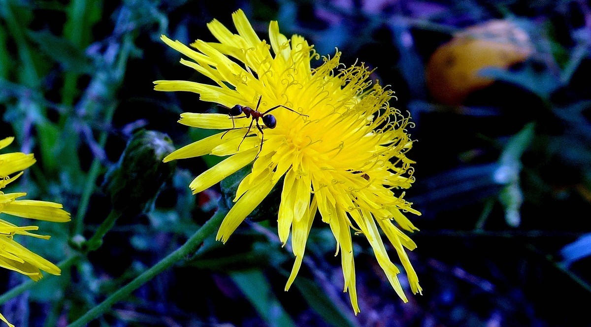 野菊花和蚂蚁