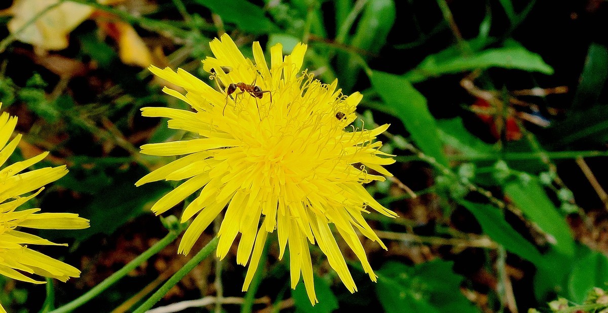 野菊花和蚂蚁