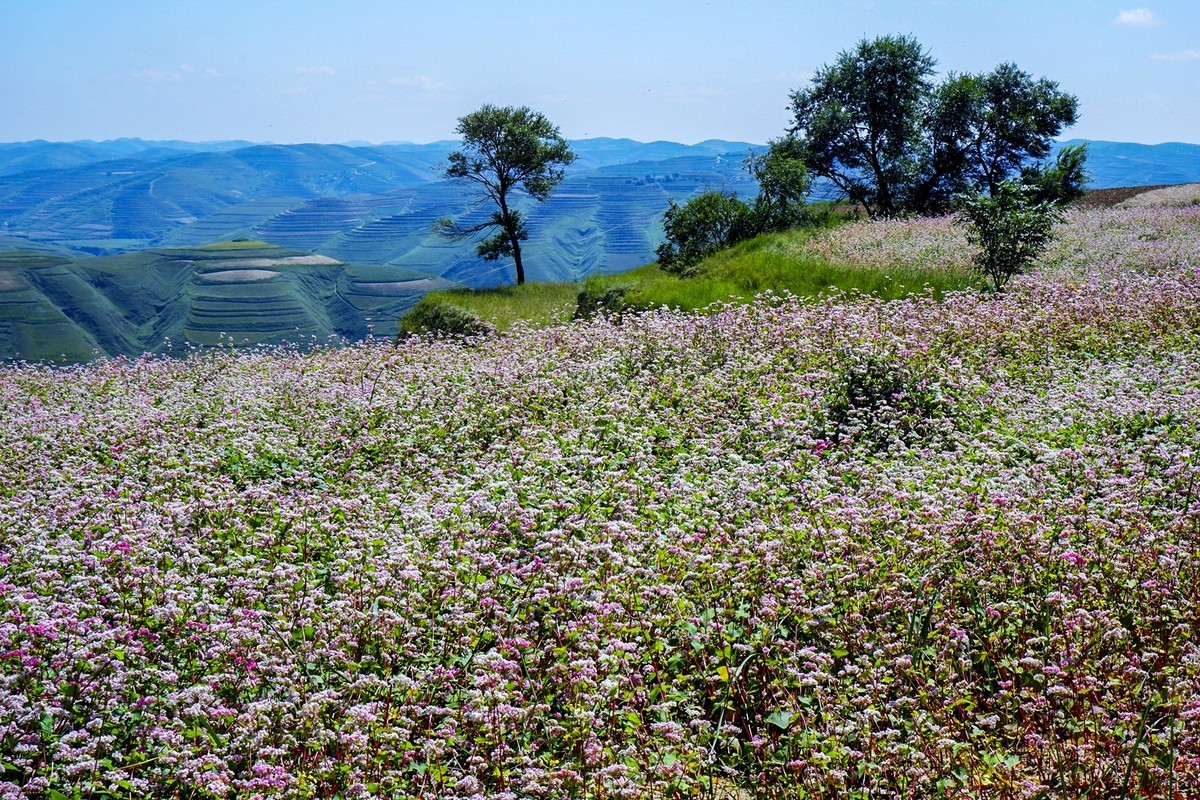 宁夏六盘山区的夏天！