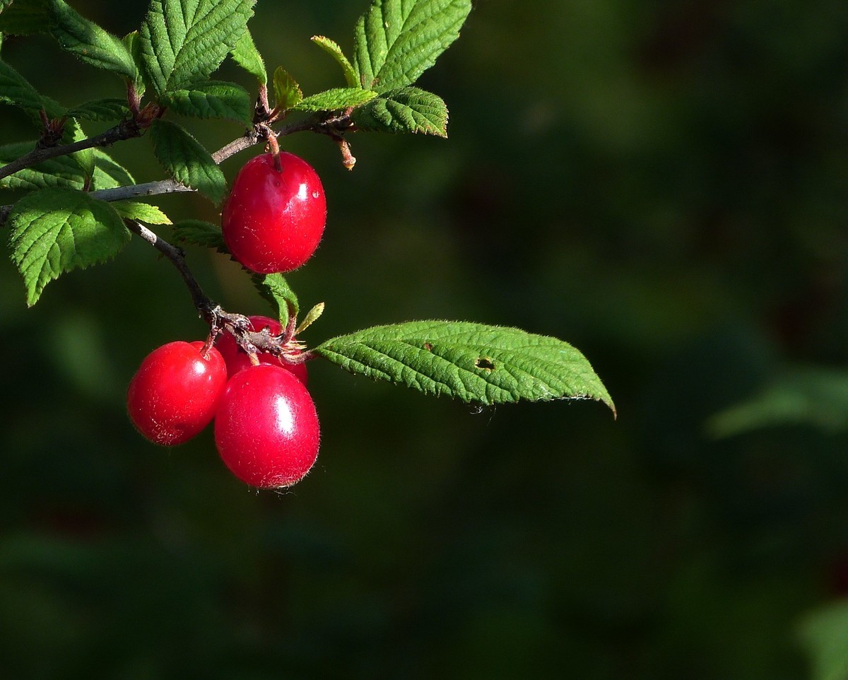 宁夏六盘山区夏天情景！