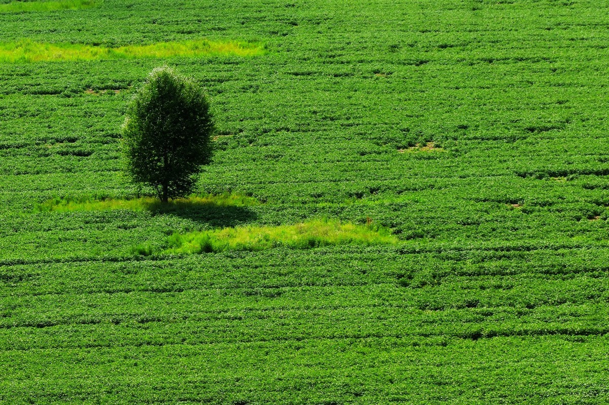 宁夏六盘山区夏天情景！