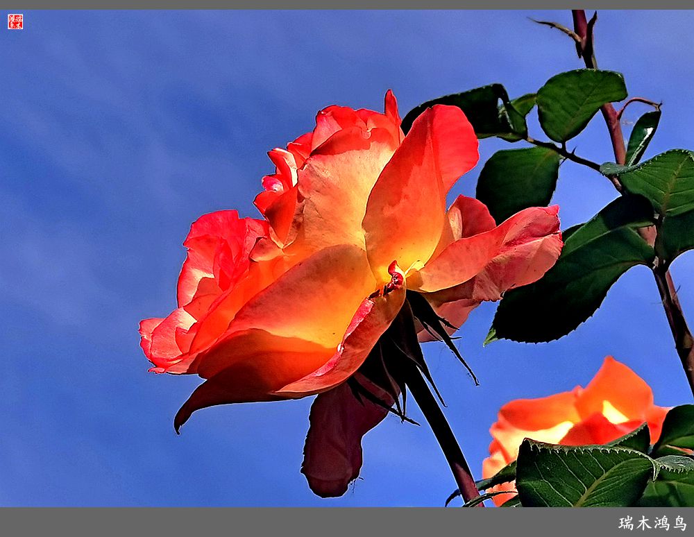 【2023之花季】此花无日不春风，当属月季（上）