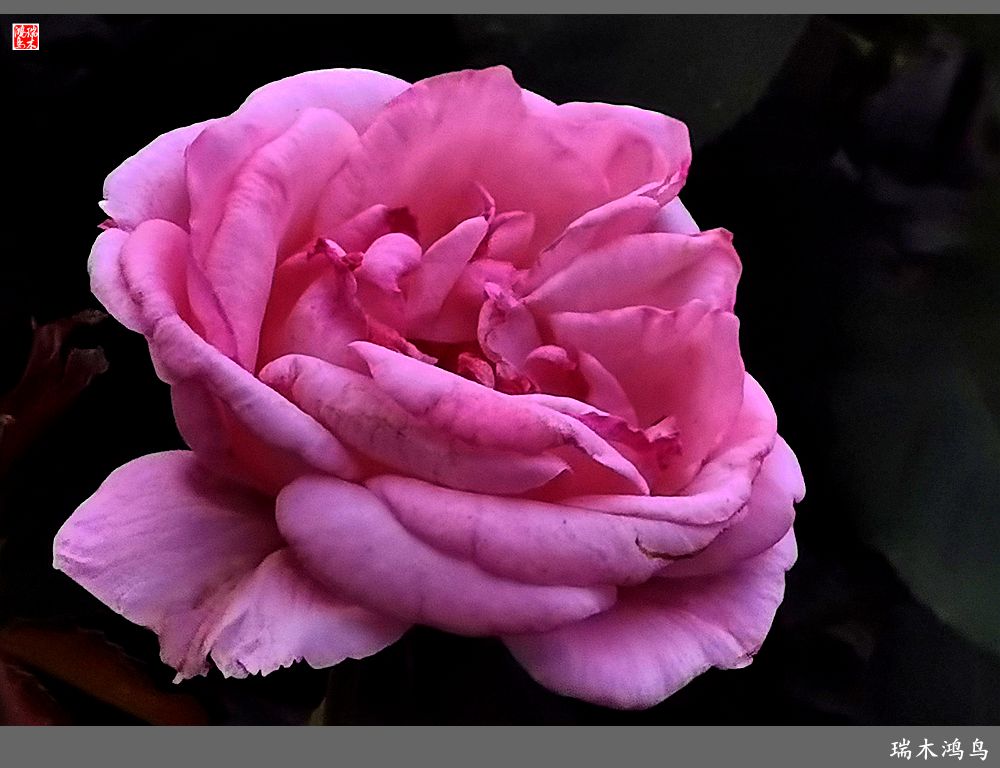 【2023之花季】此花无日不春风，当属月季（上）