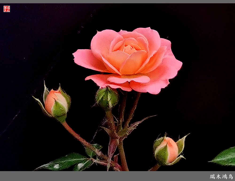 【2023之花季】此花无日不春风，当属月季（上）