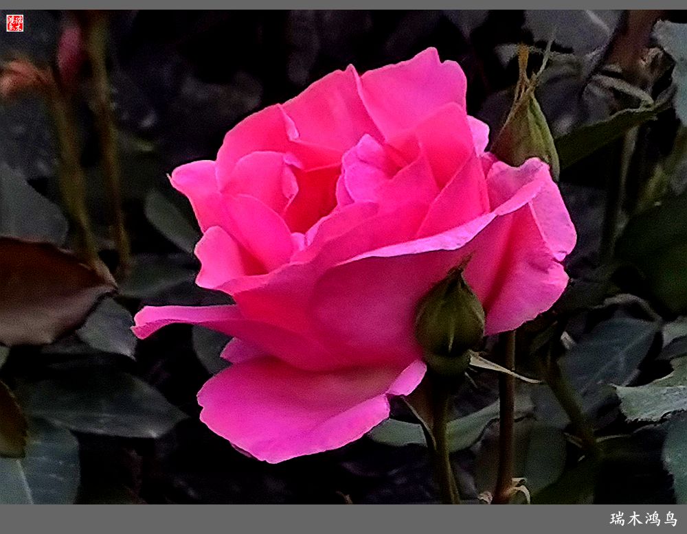 【2023之花季】此花无日不春风，当属月季（上）