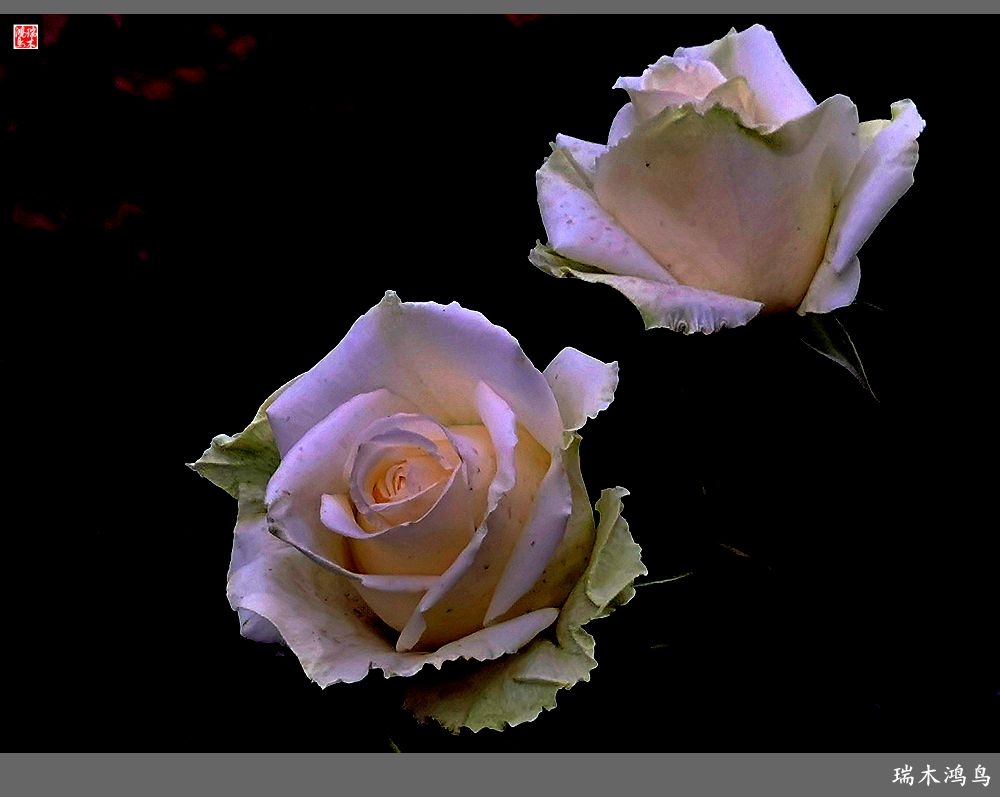 【2023之花季】此花无日不春风，当属月季（上）