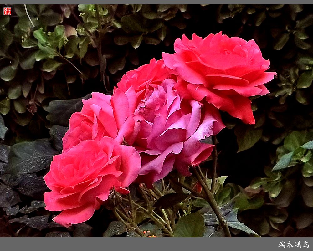 【2023之花季】此花无日不春风，当属月季（上）