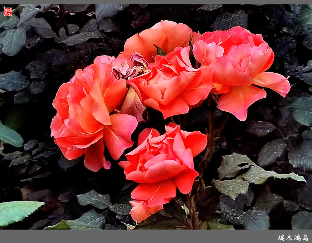 【2023之花季】此花无日不春风，当属月季（上）