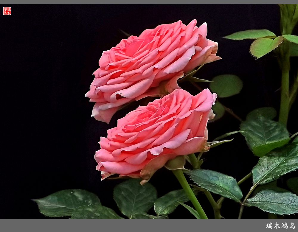 【2023之花季】此花无日不春风，当属月季（上）