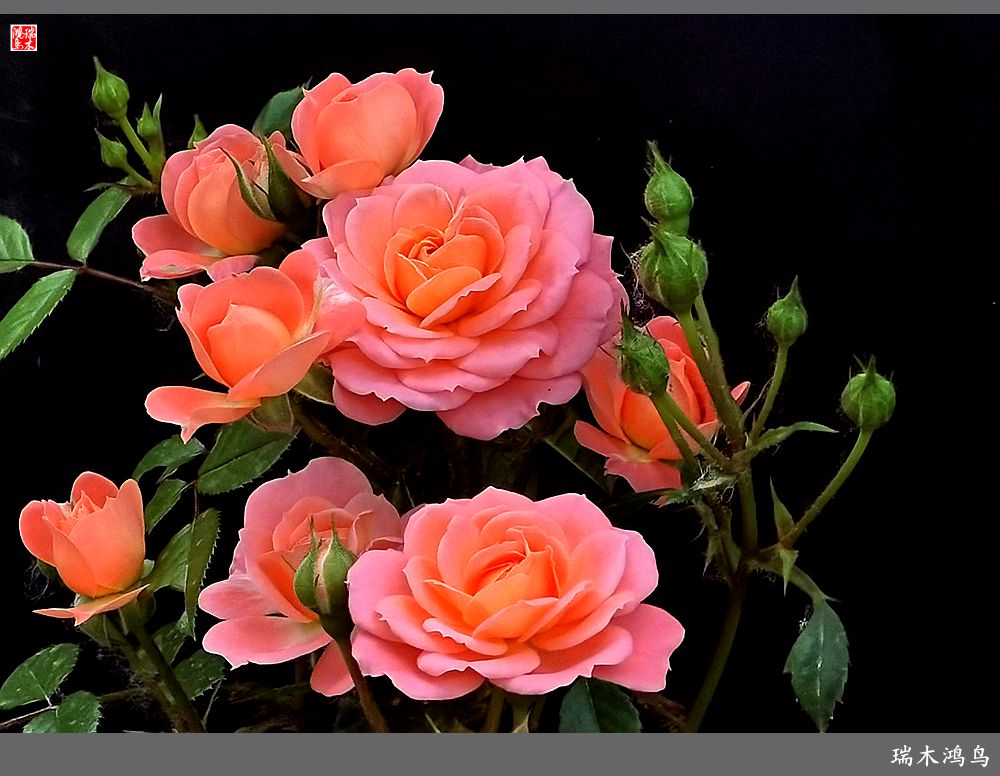 【2023之花季】此花无日不春风，当属月季（上）