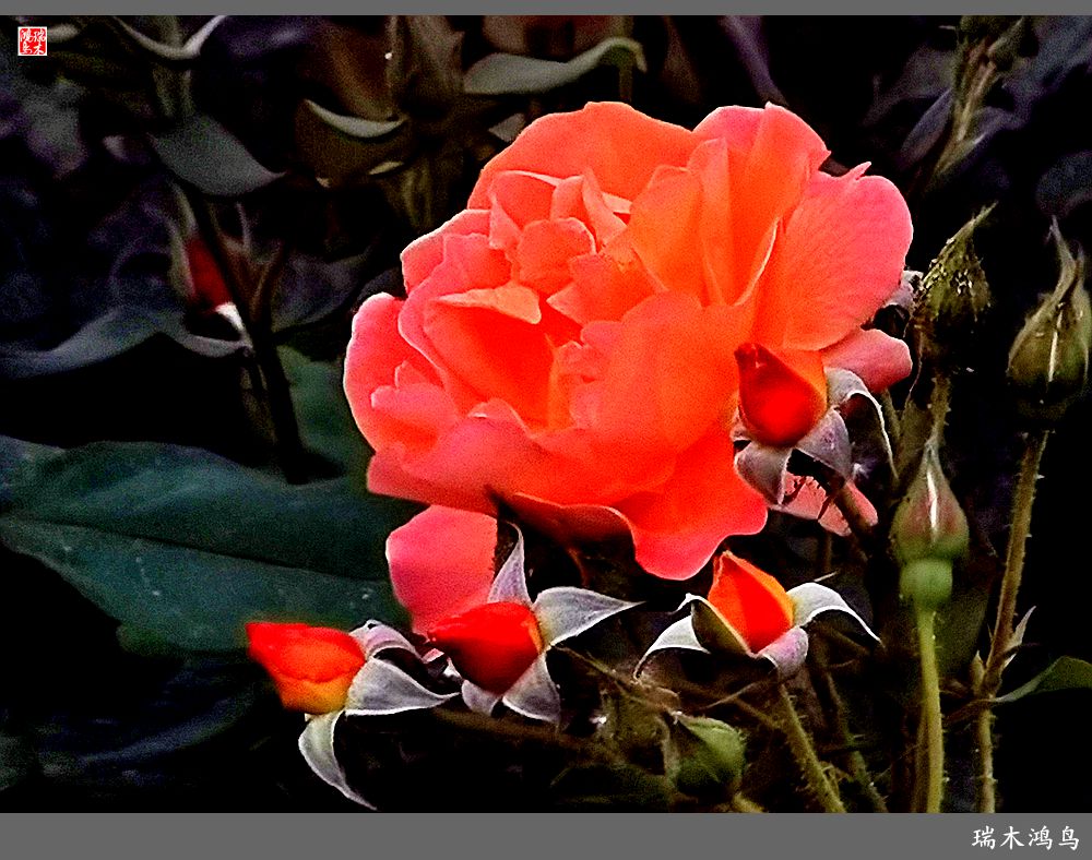 【2023之花季】此花无日不春风，当属月季（上）