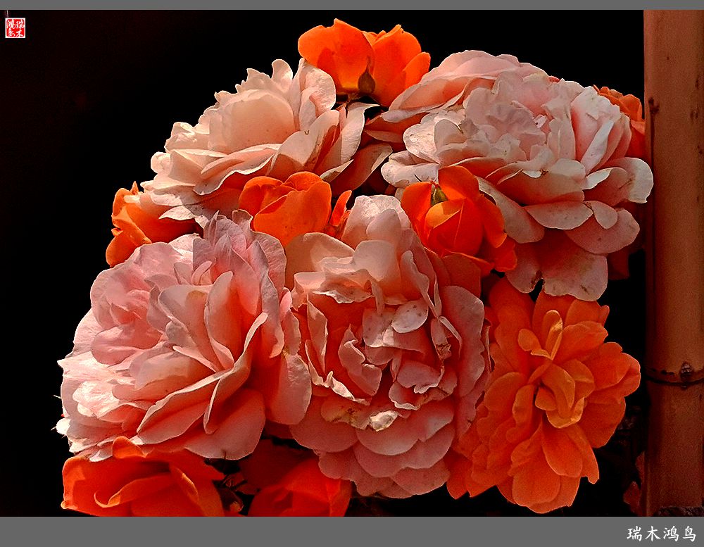 【2023之花季】此花无日不春风，当属月季（上）