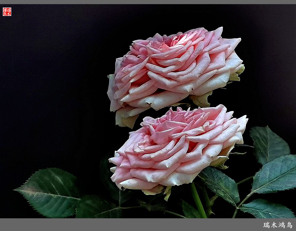 【2023之花季】此花无日不春风，当属月季（上）