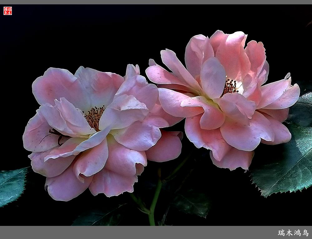 【2023之花季】此花无日不春风，当属月季（上）