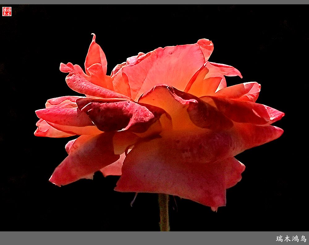 【2023之花季】此花无日不春风，当属月季（上）